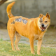 Image for article titled Terminator Dog: he has come from the future to melt our hearts